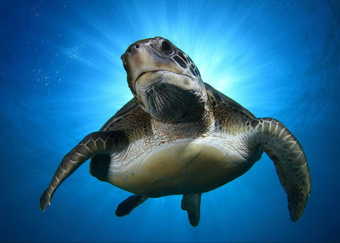 Picture 9 of Nice photos of National Geographic Photo Contest 2014