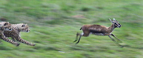 Picture 10 of Nice pictures of hunters and prey