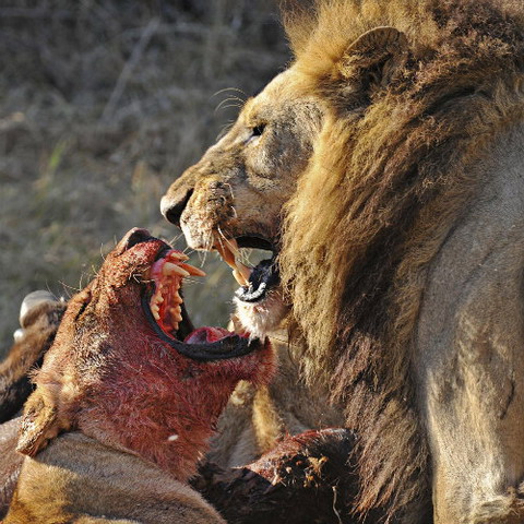 Picture 2 of Nice pictures of hunters and prey