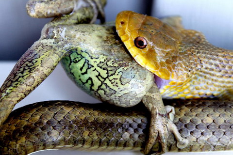 Picture 4 of Nice pictures of hunters and prey