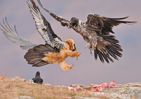 Picture 6 of Nice pictures of hunters and prey
