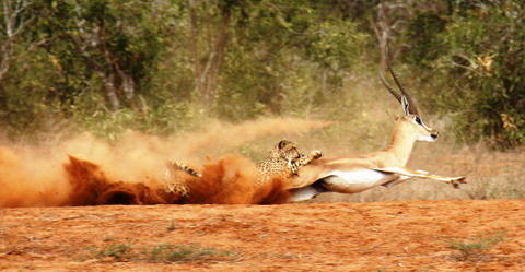 Picture 7 of Nice pictures of hunters and prey