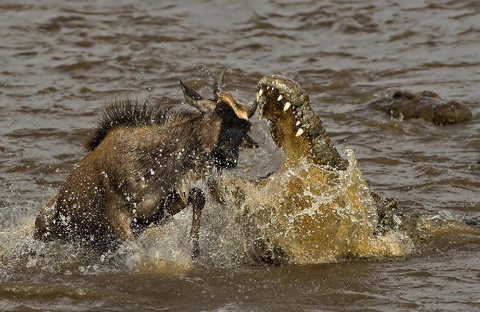 Picture 9 of Nice pictures of hunters and prey