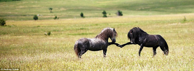 Picture 6 of Nice: The pre-mating game of horses