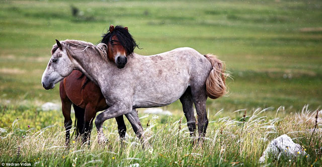 Picture 7 of Nice: The pre-mating game of horses
