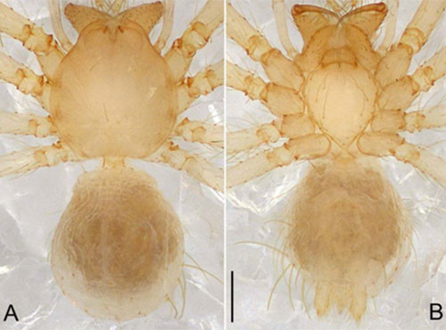 Picture 5 of Nine new invertebrate species of Vietnam