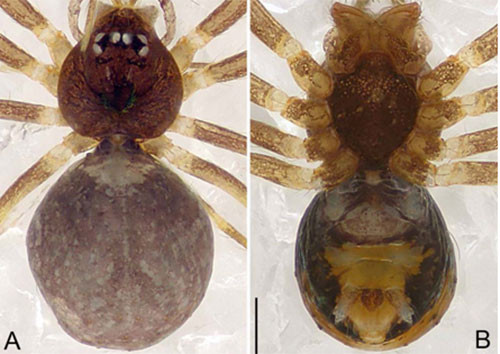 Picture 6 of Nine new invertebrate species of Vietnam