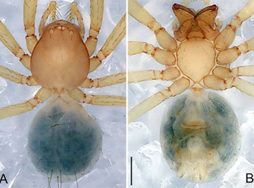 Picture 7 of Nine new invertebrate species of Vietnam
