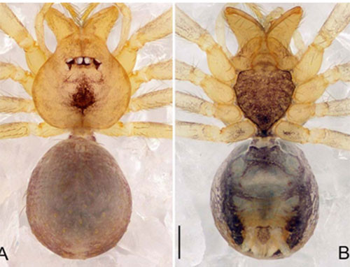 Picture 8 of Nine new invertebrate species of Vietnam