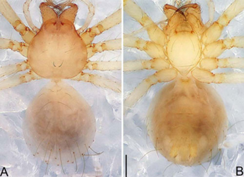 Picture 9 of Nine new invertebrate species of Vietnam