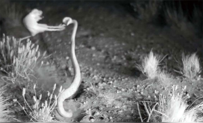 Picture 1 of 'Ninja mouse' dodged the poison snake