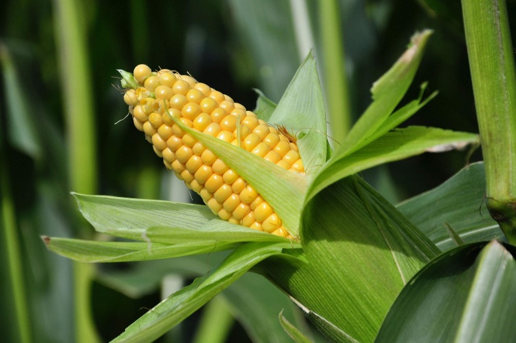 Picture 2 of 'No one can predict the harmful effects of GM crops'