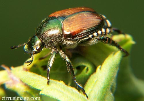 Picture 1 of No smell, no sex in Japanese beetles