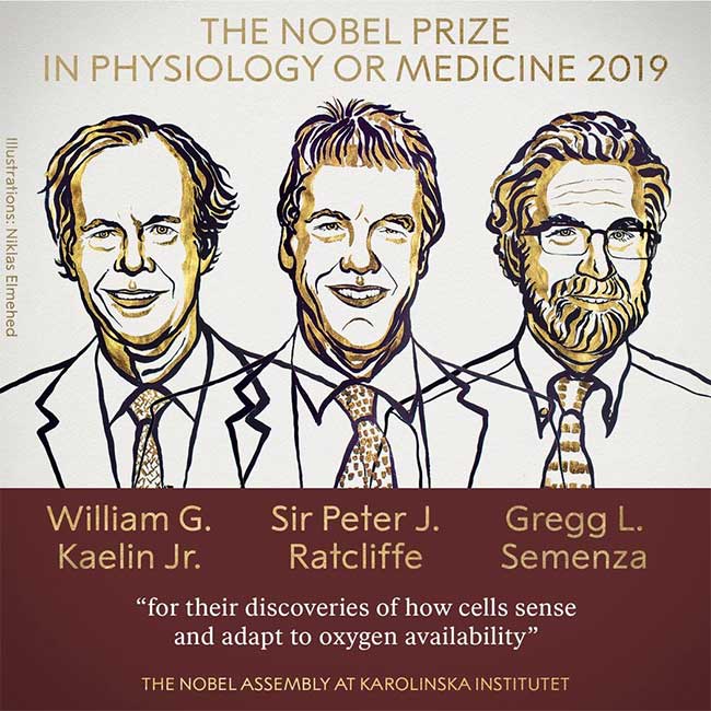 Picture 1 of Nobel Prize in Biomedical 2019 for studying cell response when oxygen changes
