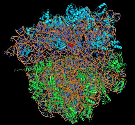 Picture 1 of Nobel Prize in Chemistry: Shape and function of riots at the molecular level