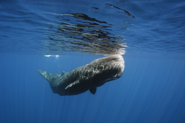 Picture 1 of Noise - invisible assassin in the ocean