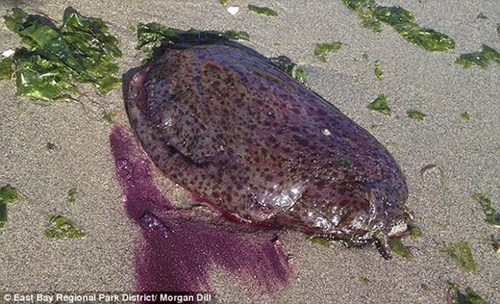 Picture 1 of North America has a giant purple sea slug resembling human organs