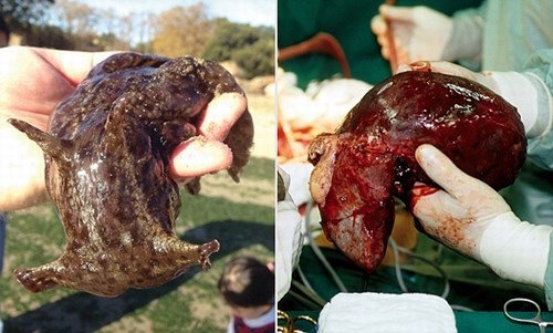 Picture 2 of North America has a giant purple sea slug resembling human organs