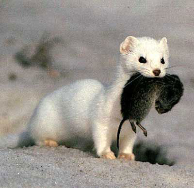 Picture 1 of North American mink is at risk of extinction due to melting ice
