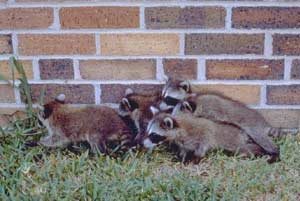 Picture 2 of North American pandas