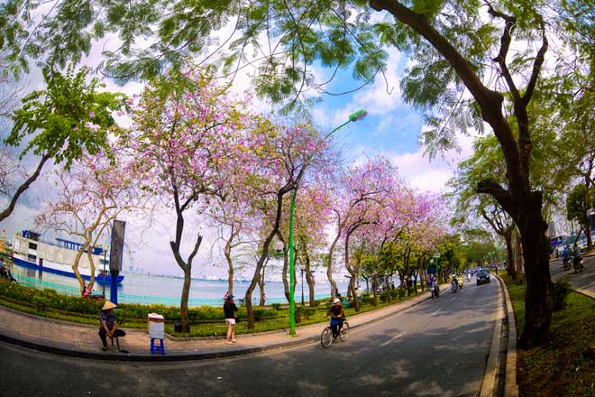 Picture 1 of North-west flower flowers dyed purple sky of West Lake