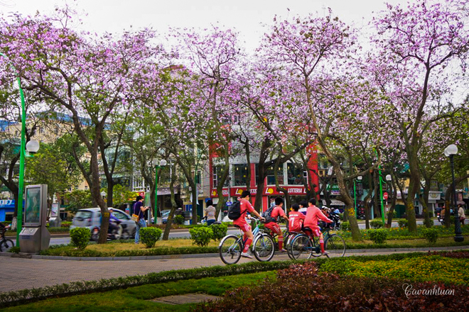 Picture 2 of North-west flower flowers dyed purple sky of West Lake