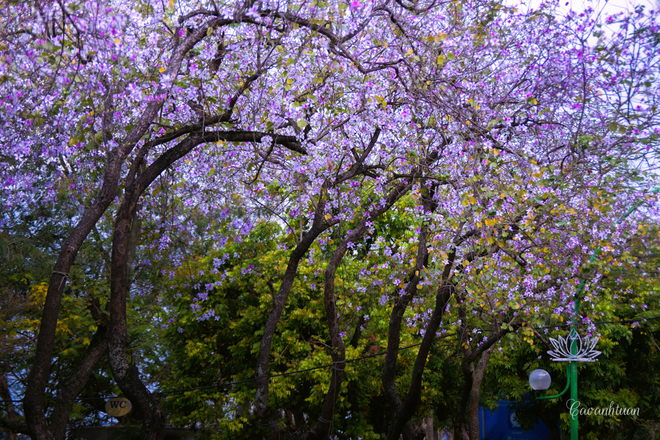 Picture 3 of North-west flower flowers dyed purple sky of West Lake