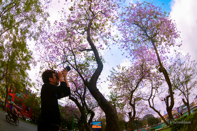 Picture 5 of North-west flower flowers dyed purple sky of West Lake