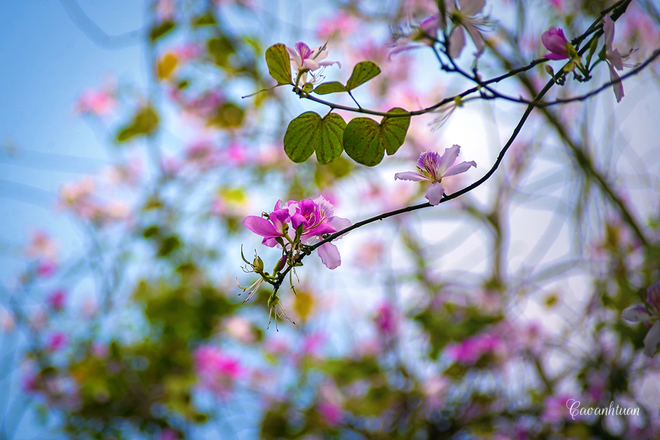 Picture 6 of North-west flower flowers dyed purple sky of West Lake