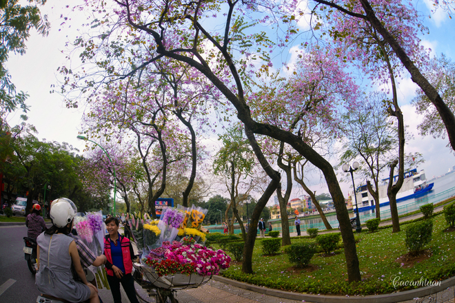 Picture 7 of North-west flower flowers dyed purple sky of West Lake