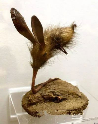 Nosewalker - The most strange animal on Earth, despite having legs, uses its nose to move images 1