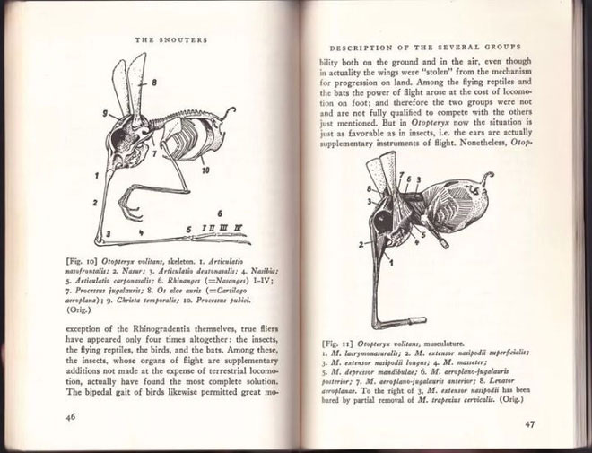 Nosewalker - The most strange animal on Earth, despite having legs, uses its nose to move images 10