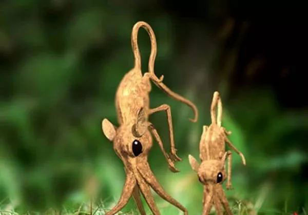 Nosewalker - The most strange animal on Earth, despite having legs, uses its nose to move images 4