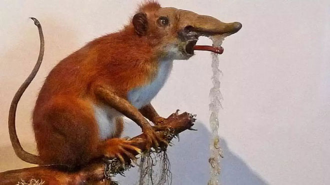 Nosewalker - The most strange animal on Earth, despite having legs, uses its nose to move images 6
