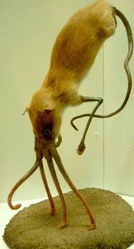 Nosewalker - The most strange animal on Earth, despite having legs, uses its nose to move images 7