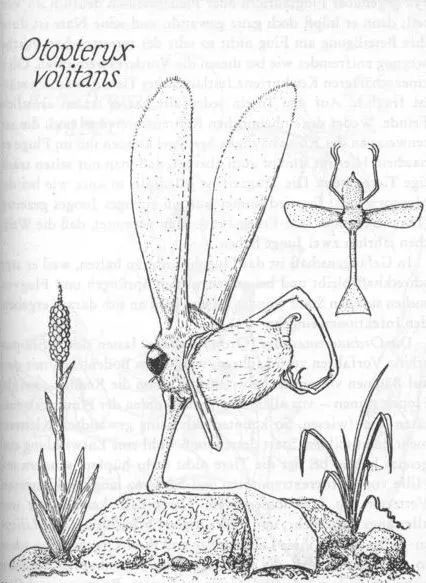 Nosewalker - The most strange animal on Earth, despite having legs, uses its nose to move images 8