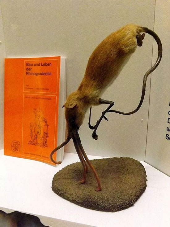 Nosewalker - The most strange animal on Earth, despite having legs, uses its nose to move images 9