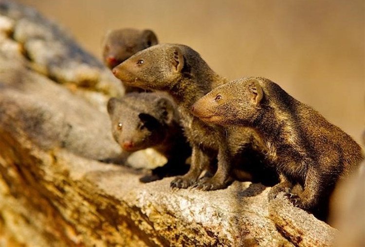 Picture 1 of Not a person or a child is close, this strange animal is also grateful and grateful