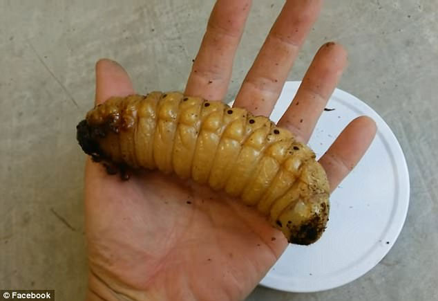 Picture 2 of Not an alien, this is the most exotic giant bug on Earth