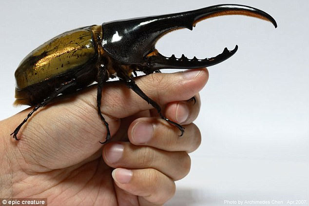 Picture 3 of Not an alien, this is the most exotic giant bug on Earth