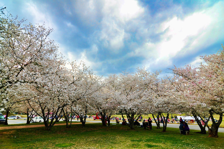 Picture 7 of Not Japan, this is the cherry capital of the world