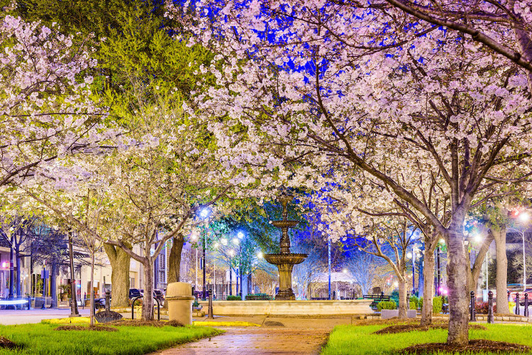 Picture 9 of Not Japan, this is the cherry capital of the world