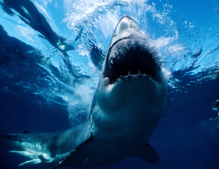 Picture 3 of Not Megalodon, this is the first person to