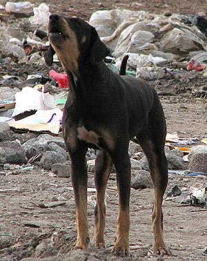 Picture 1 of Not only dogs, but deer, monkeys, and birds also bark when they contradict themselves