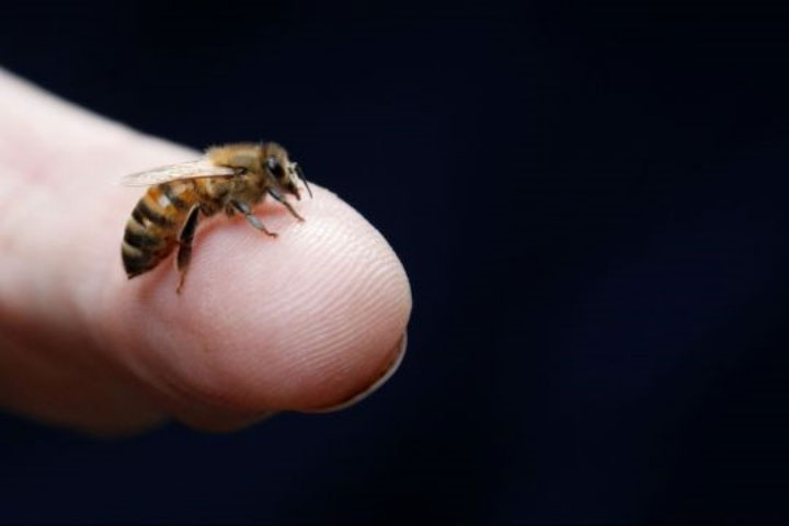 Picture 1 of Not only humans, bees are also stressed out for work