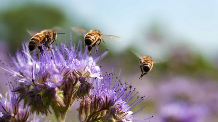 Picture 2 of Not only humans, bees are also stressed out for work