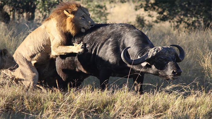 Picture 2 of Not only rhinos and tigers, African lions will soon disappear