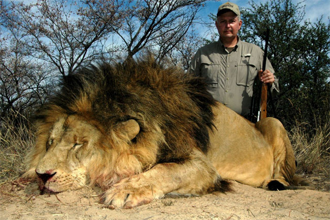 Picture 3 of Not only rhinos and tigers, African lions will soon disappear