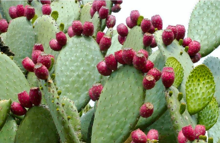 Picture 3 of Not only to ... eat, cacti can also produce clean energy