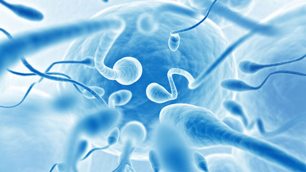 Picture 1 of Not the fastest sperm will win